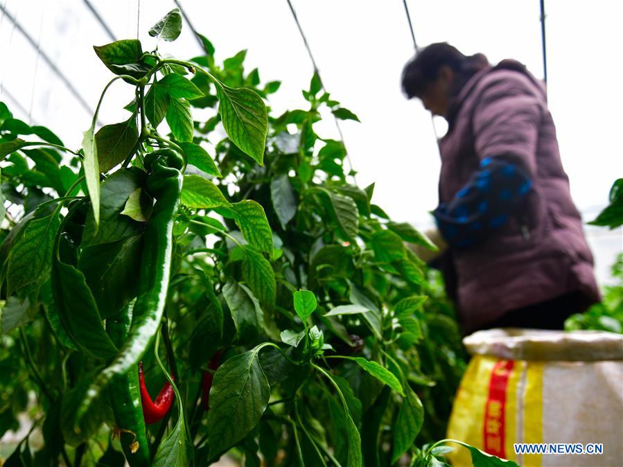 CHINA-QINGHAI-AGRICULTURAL PRODUCTION (CN)