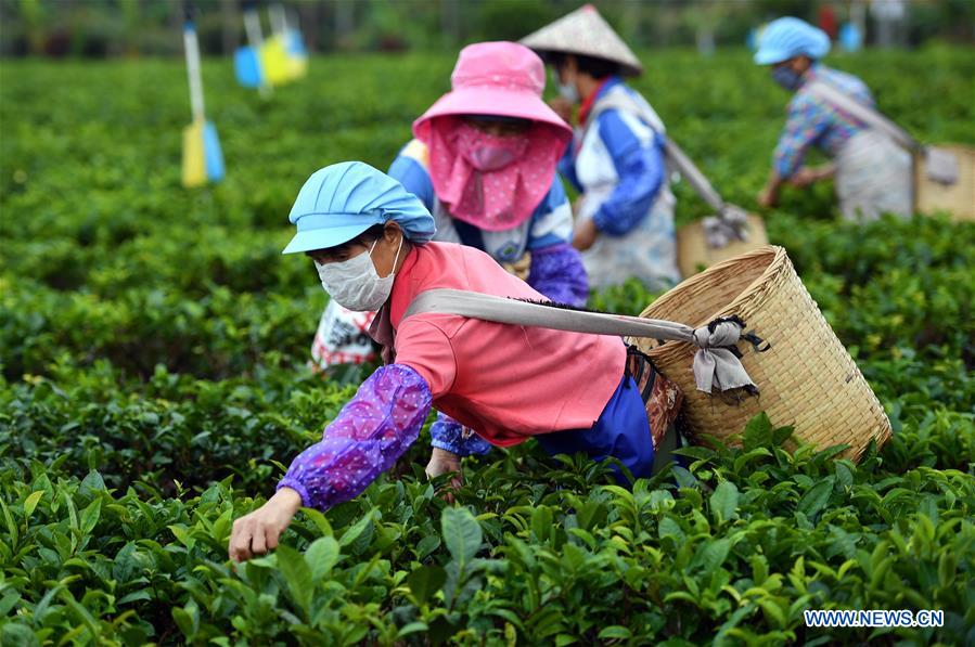 CHINA-HAINAN-BAISHA-SPRING TEA-WORK RESUMPTION (CN)