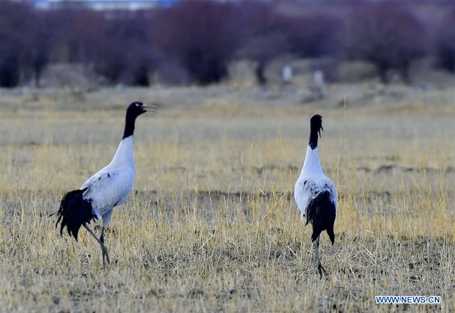 CHINA-TIBET-XIGAZE-BIRDS (CN)