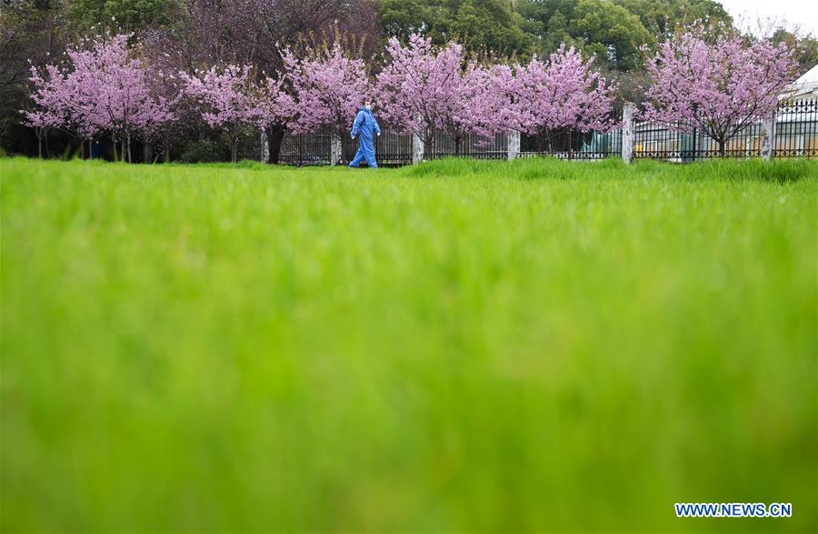 CHINA-WUHAN-CHERRY BLOSSOMS (CN)