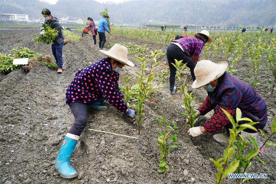 CHINA-SHAANXI-ANKANG-TEA GARDEN (CN)