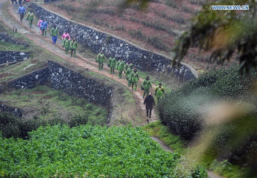 CHINA-ZHEJIANG-SPRING TEA-PICKING (CN)