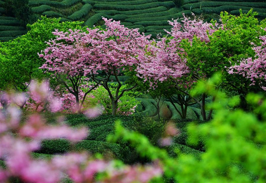 CHINA-FUJIAN-ZHANGPING-CHERRY BLOSSOMS (CN)