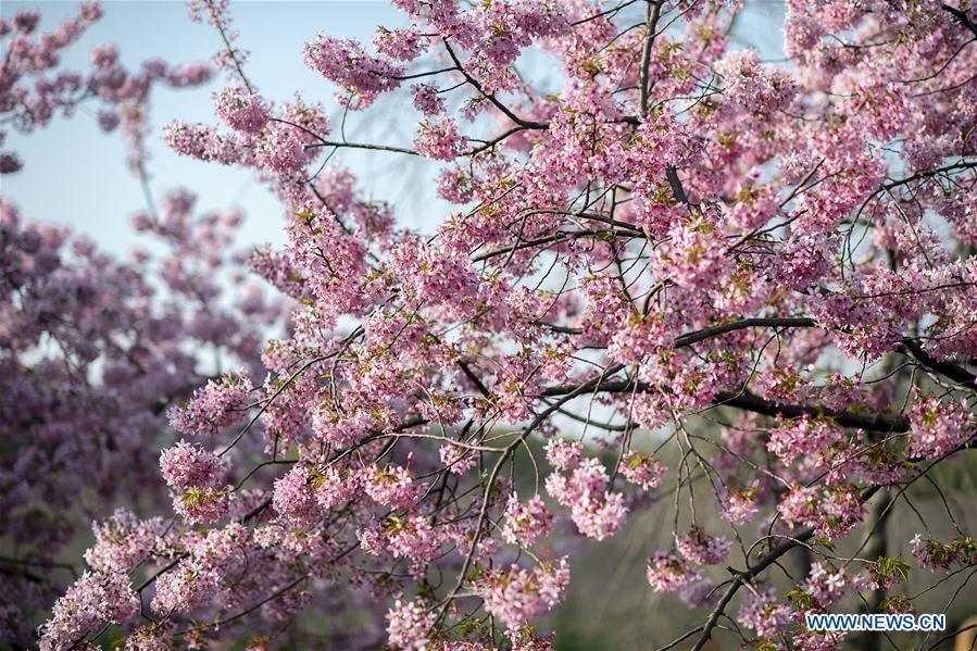 CHINA-HUBEI-WUHAN-SPRING SCENERY (CN)