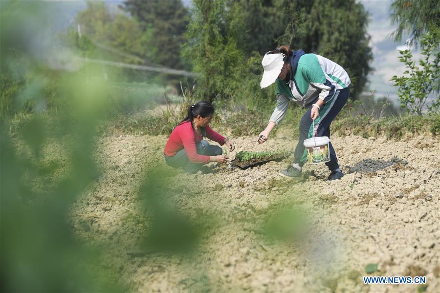 CHINA-CHONGQING-SPRING-FARMING (CN)