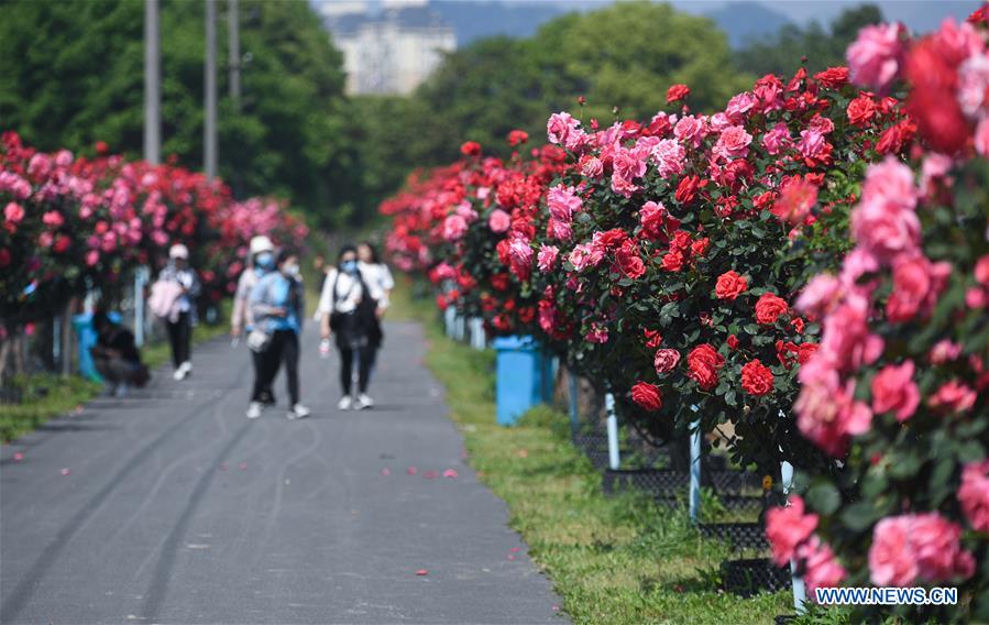 CHINA-ZHEJIANG-HANGZHOU-ROSE GARDEN (CN)