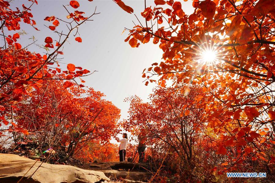 CHINA-HEBEI-RED LEAVES-SCENERY (CN)