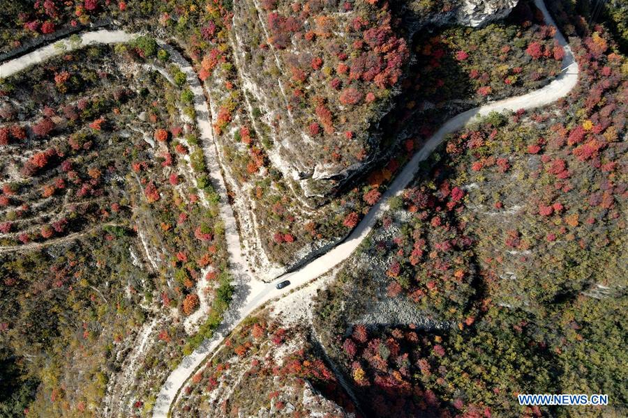 CHINA-HEBEI-RED LEAVES-SCENERY (CN)