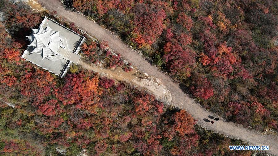 CHINA-HEBEI-RED LEAVES-SCENERY (CN)