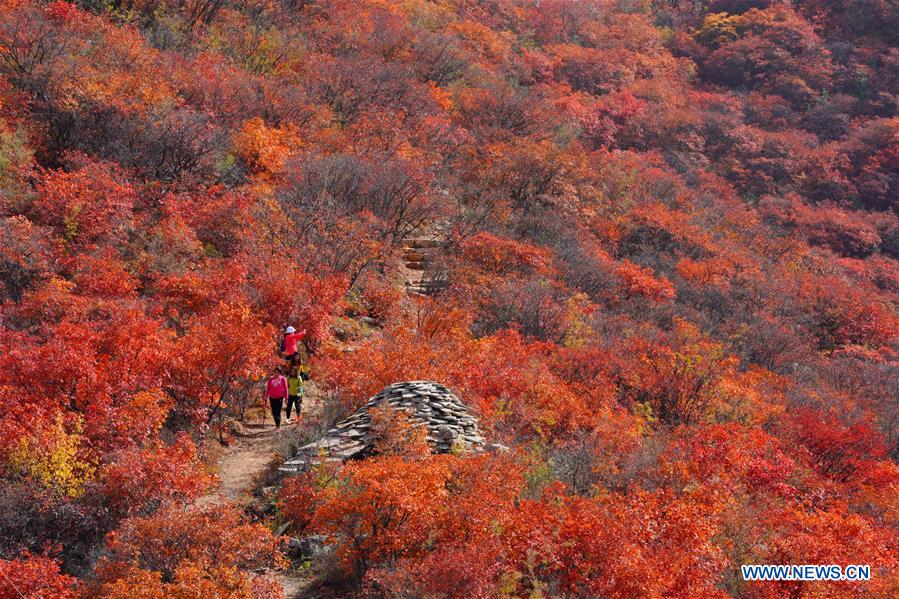 CHINA-HEBEI-RED LEAVES-SCENERY (CN)