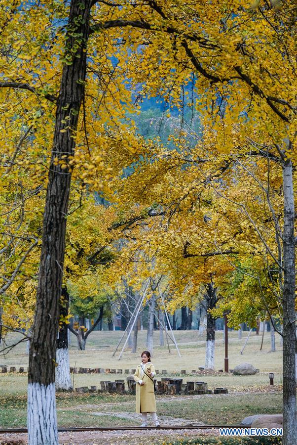 CHINA-ZHEJIANG-CHANGXING-GINKGO-SCENERY (CN) 