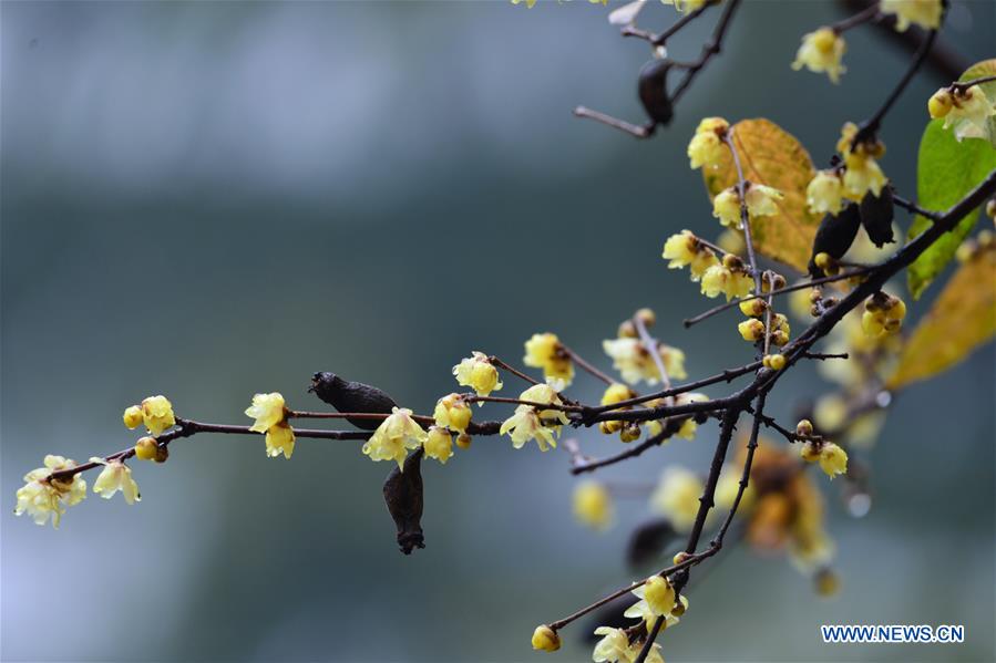 #CHINA-WINTERSWEET BLOSSOMS (CN)