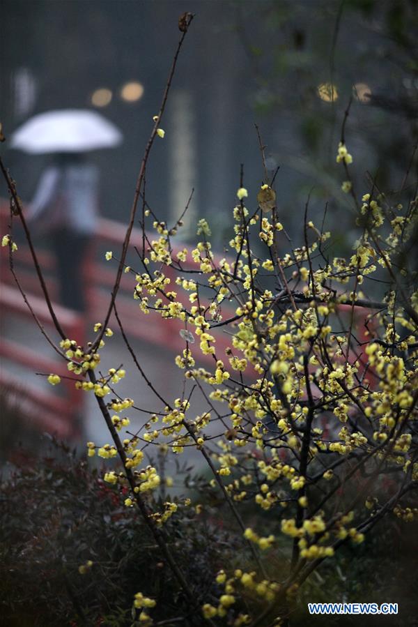 #CHINA-WINTERSWEET BLOSSOMS (CN)