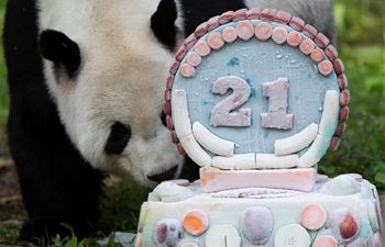 Giant panda Tian Tian celebrates 21st birthday in U.S.