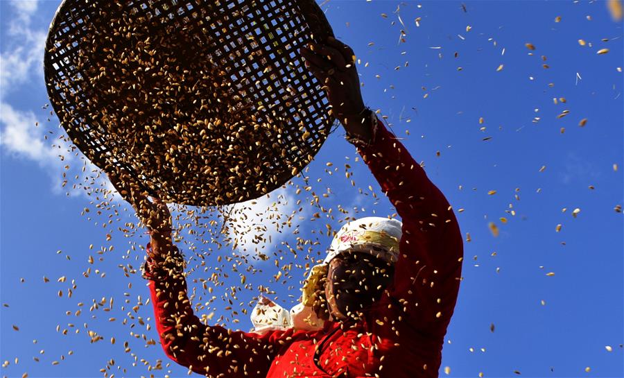 NEPAL-LALITPUR-AGRICULTURE-AUTUMN SEASON-RICE HARVEST