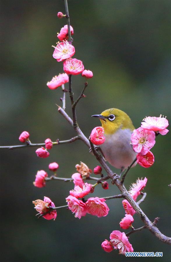 #CHINA-HUNAN-HENGYANG-BIRD-PLUM BLOSSOM (CN)