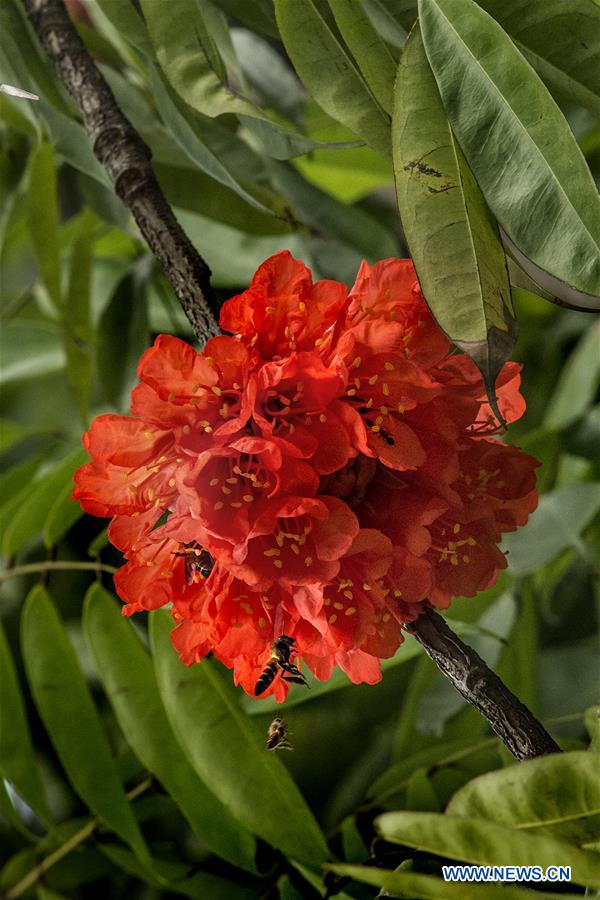 INDIA-KOLKATA-SPRING-FLOWERS