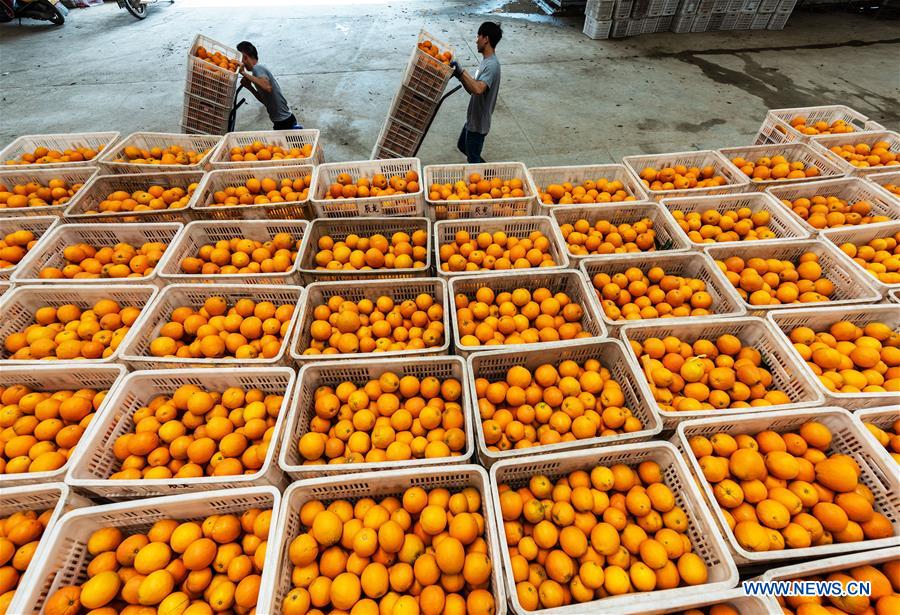 CHINA-AGRICULTURE DEVELOPMENT (CN)