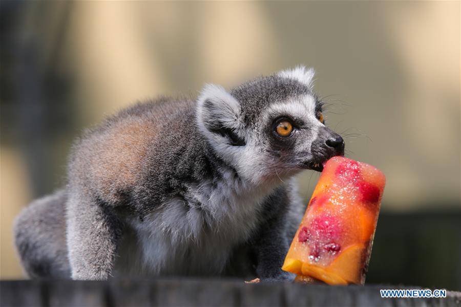 CROATIA-ZAGREB-HEAT WAVE-ZOO