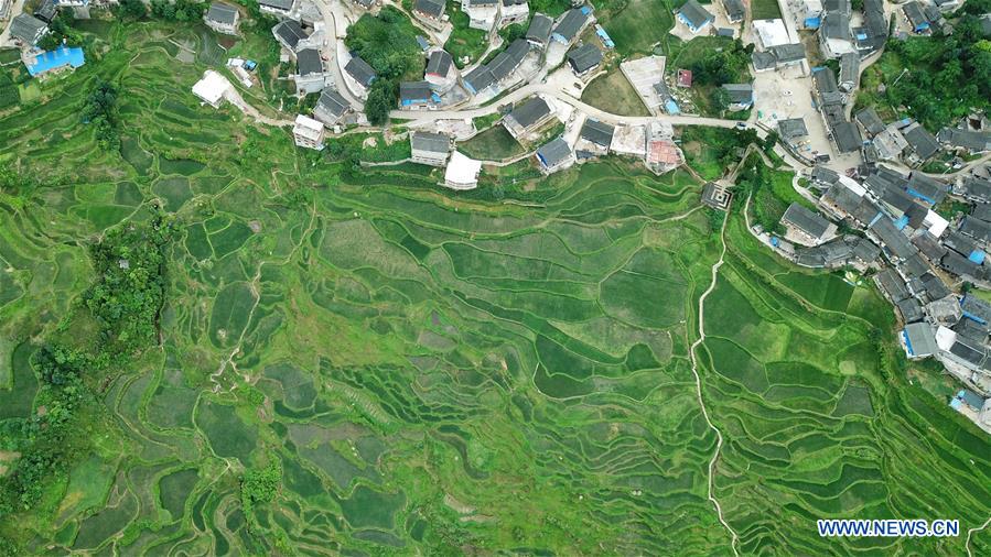 CHINA-GUIZHOU-DANZHAI-TERRACED FIELD-SCENERY (CN)