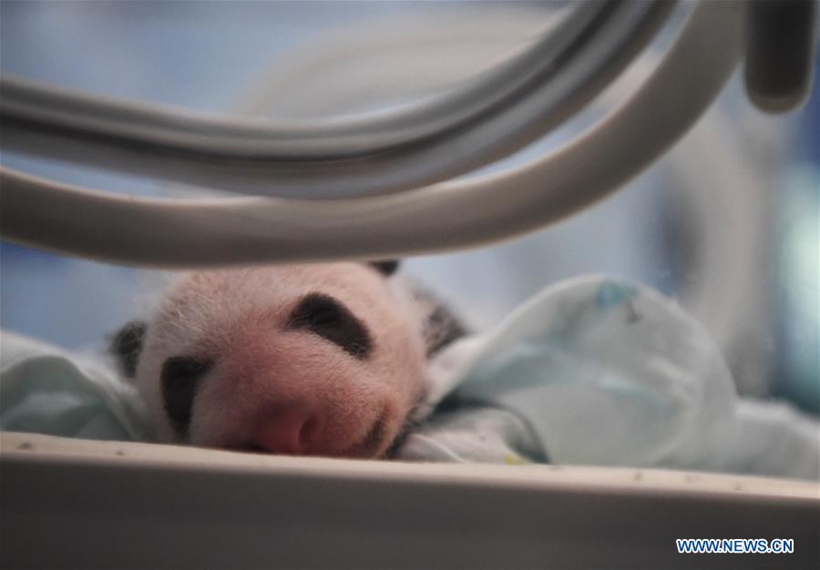 CHINA-CHONGQING-PANDA CUBS (CN)