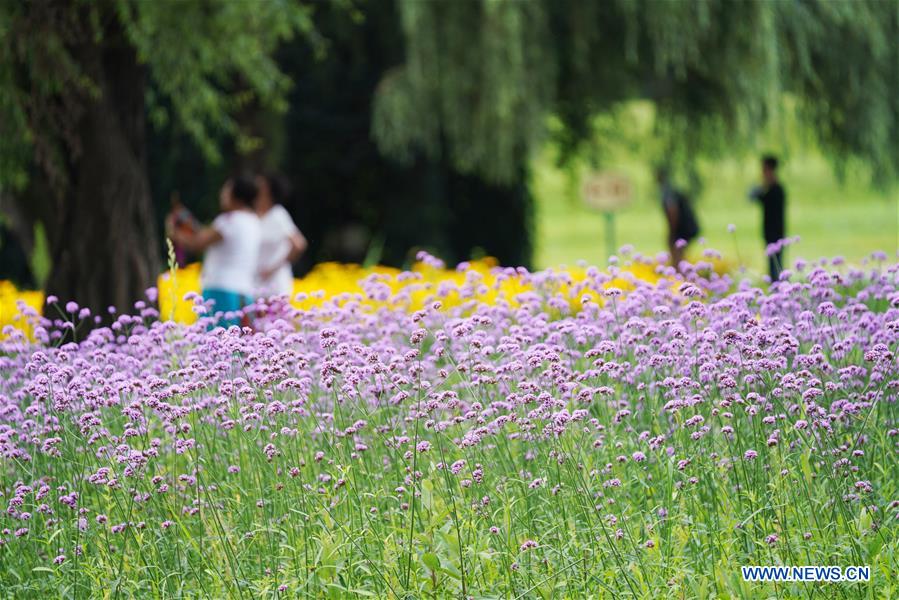 CHINA-HEILONGJIANG-HARBIN-SUN ISLAND-SCENERY (CN)