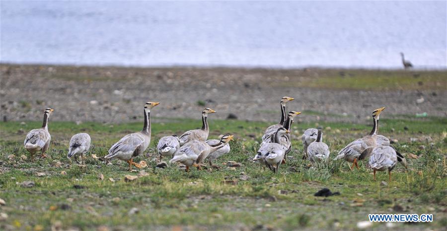 CHINA-TIBET-YAMZBOG YUMCO LAKE-SCENERY (CN)