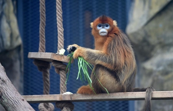 Three golden snub-nosed monkeys meet public at Chongqing Zoo