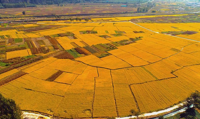 In pics: rice field in Handan, N China's Hebei