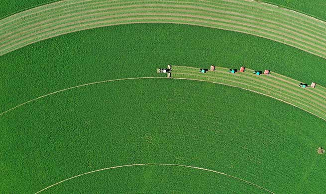 Chinese farmers' harvest festival falls on Autumn Equinox