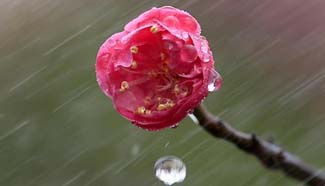 Plum blossoms blooming in rain in Xuyi, east China