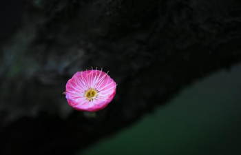 Plum blossoms across China