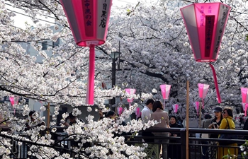 People enjoy cherry blossoms in Tokyo