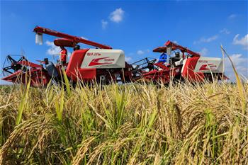 Rice harvested in Xuyi County, E China's Jiangsu