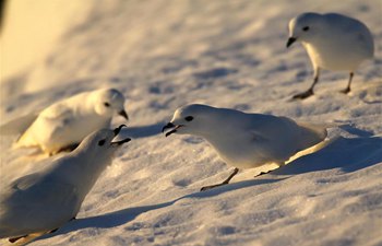 In pics: snow petrels seen near Zhongshan station in Antarctica