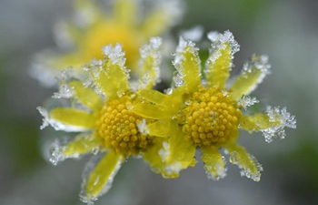 A glimpse of frozen plants in central China's Hubei