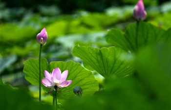 Lotus flowers in bloom at Mati Lake in Tianjin, north China