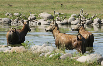 "Milu Conservation Union" launched to protect rare deer species of milu