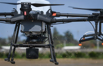 Drones used to sow rice seeds in Kaiping, S China