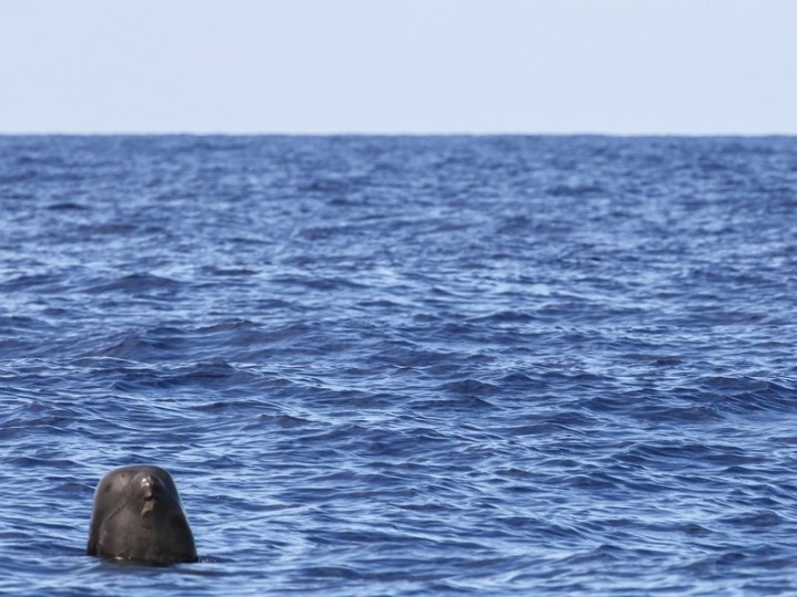 Chinese researchers spot 11 whale species during deep-sea expedition