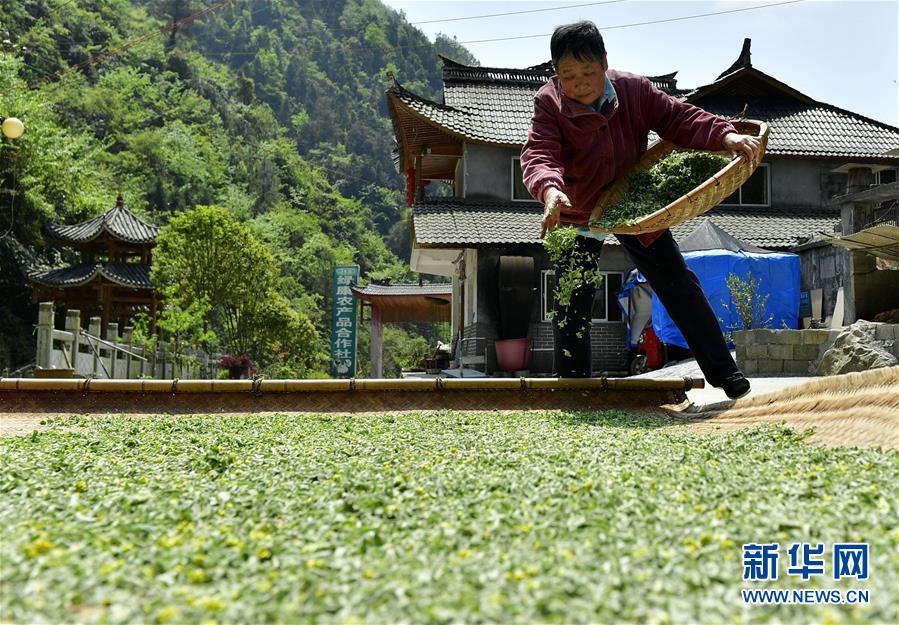 #（社会）（3）湖北宣恩：花草搓揉出的土家美味