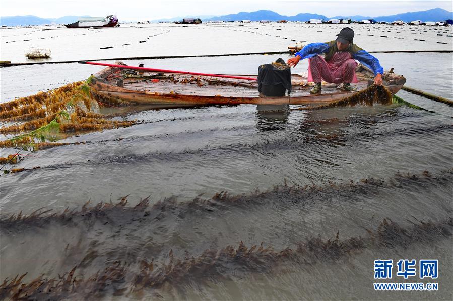 （经济）（2）福建霞浦：渔民海上忙冬播 