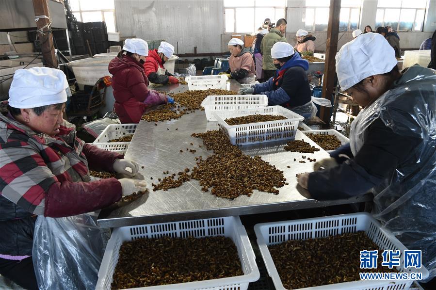 （新春走基层·脱贫一线见闻·图文互动）（3）大兴安岭南麓的期盼与回响——黑龙江省克东县脱贫攻坚见闻