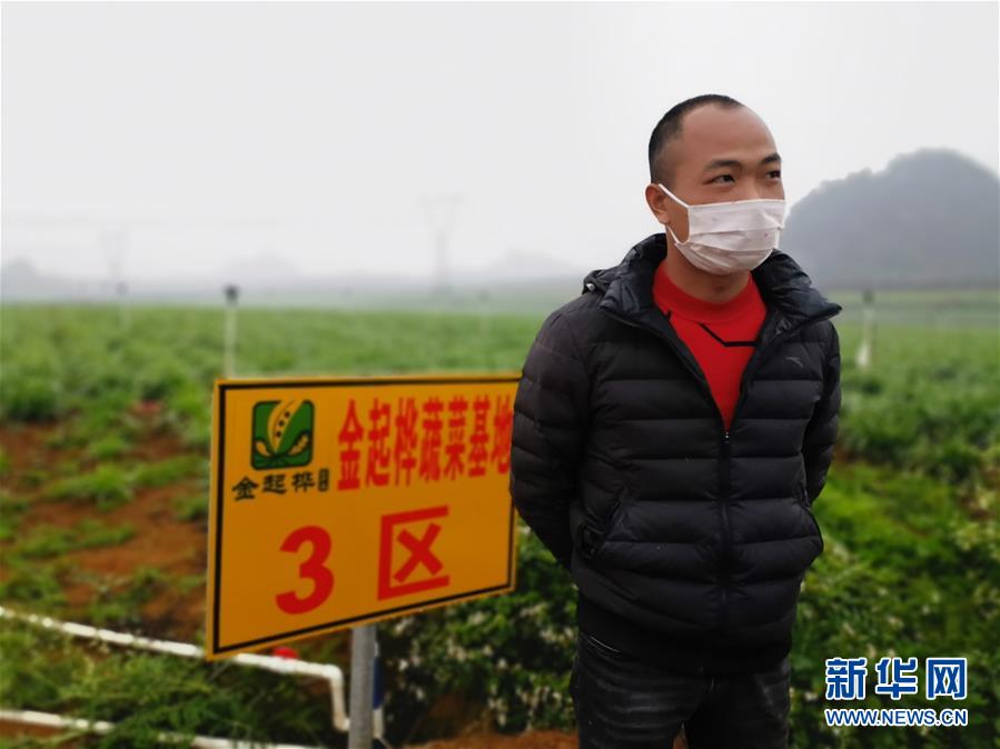 （聚焦疫情防控·图文互动）（2）“得知要送武汉 凌晨出来摘菜”——中国“南菜园”广西全力抗疫保供应