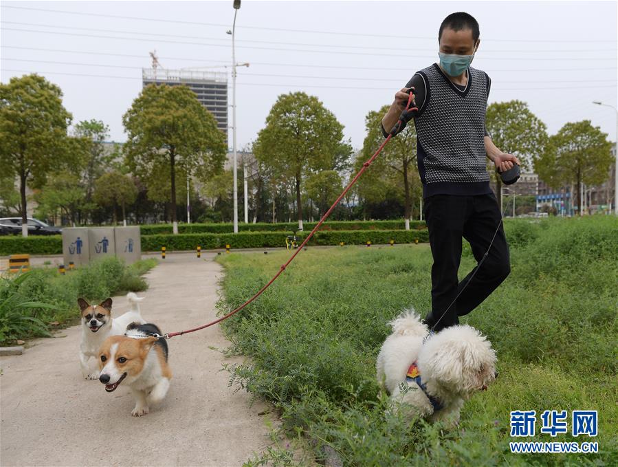 （聚焦疫情防控）（3）武汉：动物医院里的临时“奶爸”