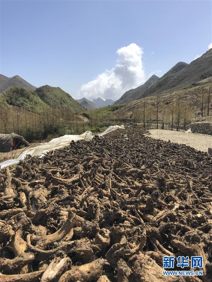 （决战决胜脱贫攻坚·图文互动）（4）重庆三峡库区从“中华药库”里探寻脱贫致富“良方”