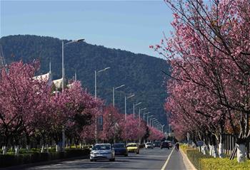 昆明冬季鲜花盛开