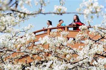 山东阳信：梨花盛开引客来