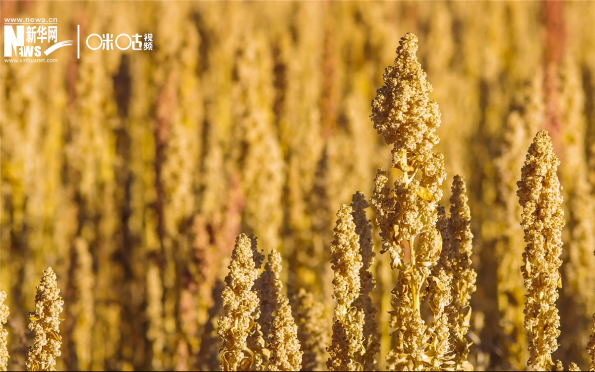 藜麦有极强的环境适应能力和低成本、高回报的种植模式