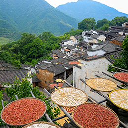 “晒”出丰收之美——婺源篁岭